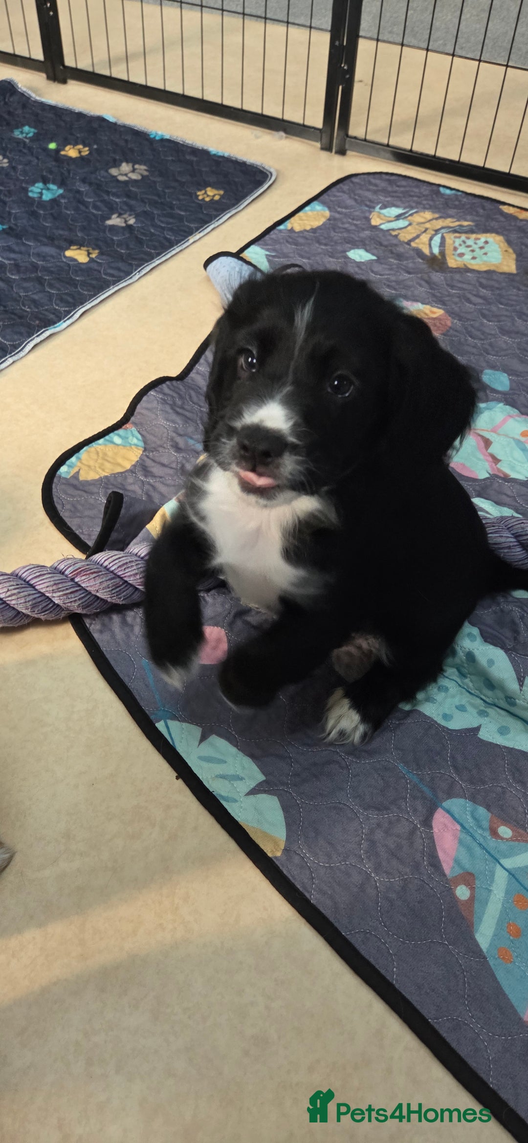 Cocker Spaniel dogs for sale: KC Registered Working Cocker Spaniels - Image 14