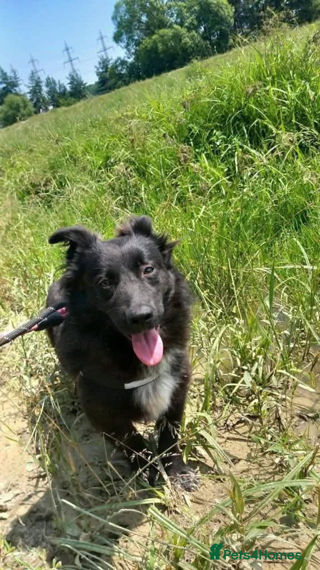 Mixed Breed dogs for adoption: Meet Solana, currently residing in Suffolk - Advert 10