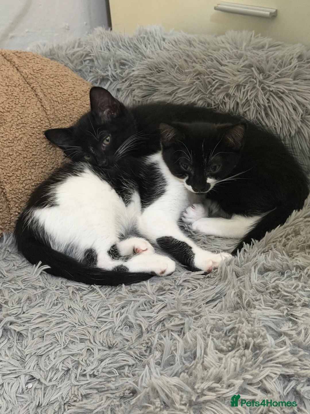 Mixed Breed cats for sale: 16 week old kittens x2  in Wakefield - Advert 2