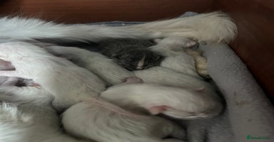 Maine Coon cats - Advert 6