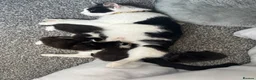 Domestic Shorthair cats for sale: Lovely playful kittens  - Advert 4
