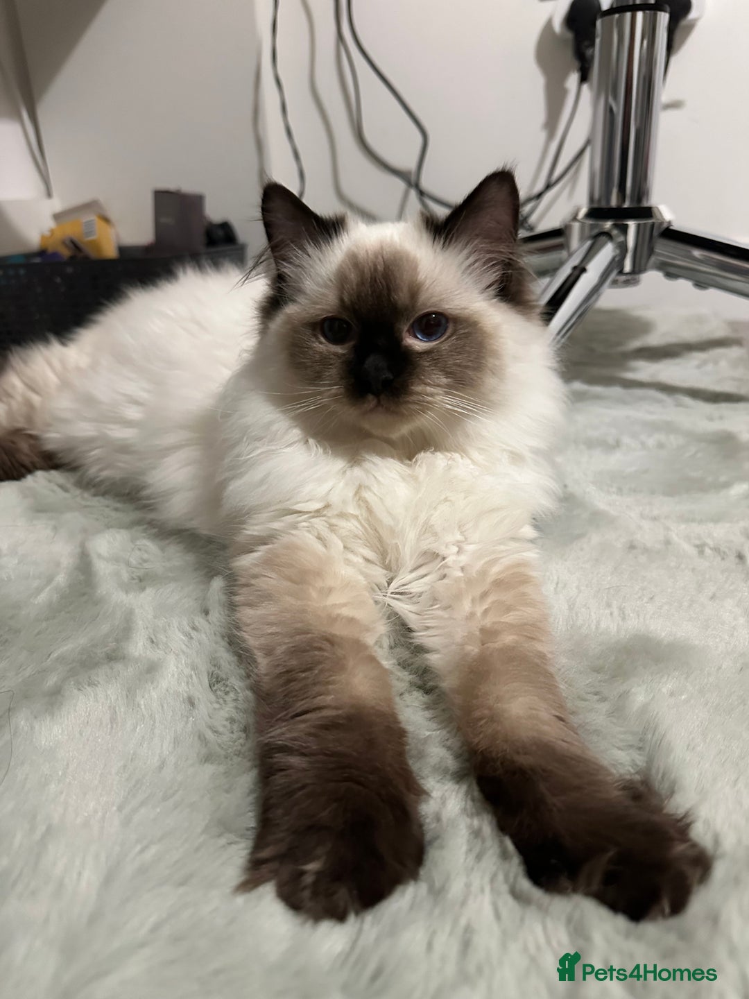 Ragdoll cats for sale: Ragdoll male Kittens For Sale - Advert 3
