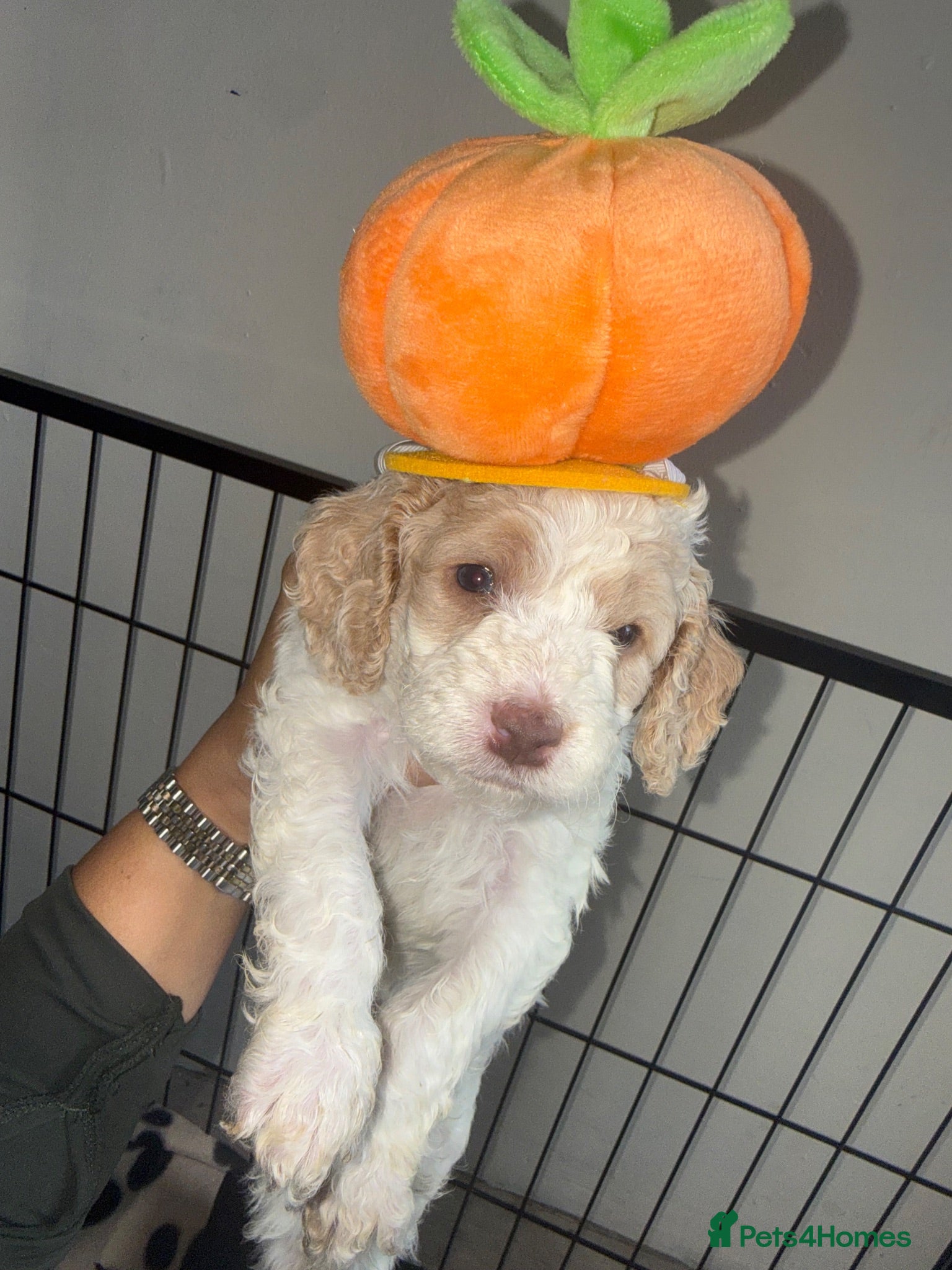 Cockapoo dogs Beautiful f2 Cockapoo puppy’s  - Advert 8