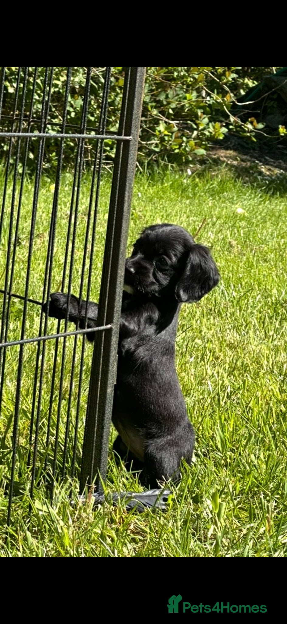 Cocker Spaniel dogs for sale: EXCEPTIONAL FTCH  Cocker puppies Health tested  - Advert 3