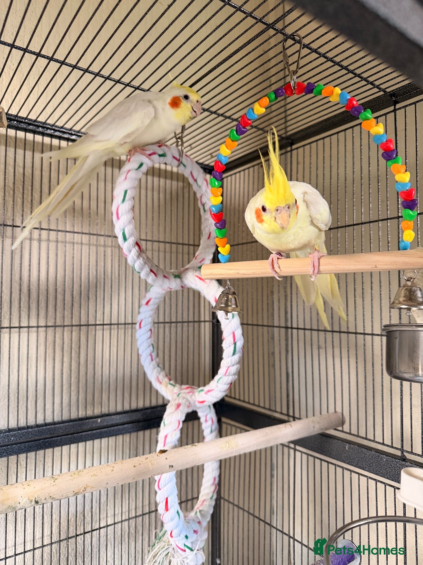 Cockatiels birds Loving cockatiels looking for a new home  - Advert 2