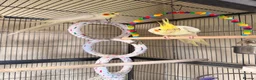 Cockatiels birds for sale: Loving cockatiels looking for a new home  - Advert 2