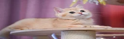 Scottish Fold cats for sale: Scottish fold and straight girls - Advert 13