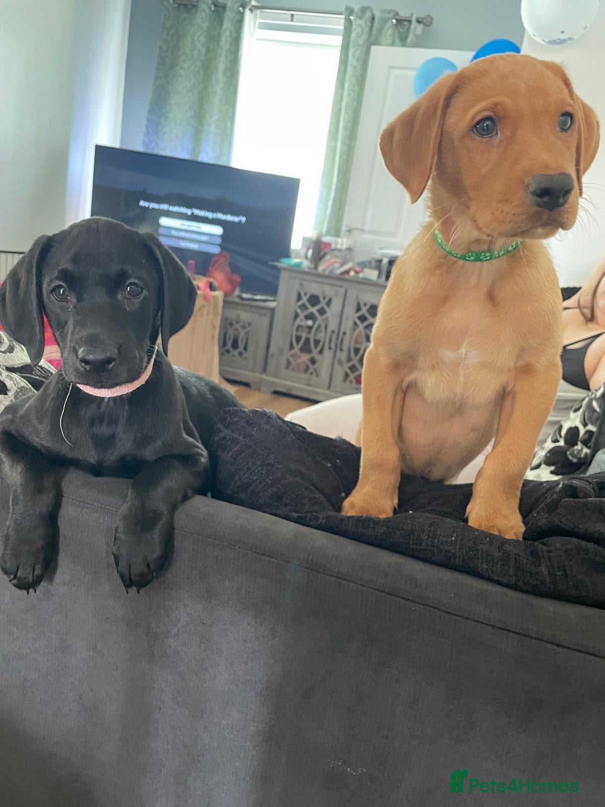 Labrador Retriever dogs 8 gorgeous Labrador puppies  - Advert 1