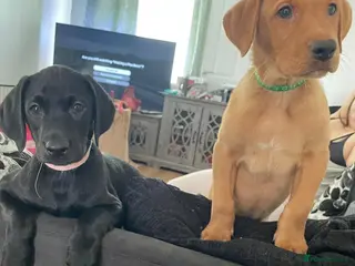 Labrador Retriever dogs 8 gorgeous Labrador puppies - Advert 1