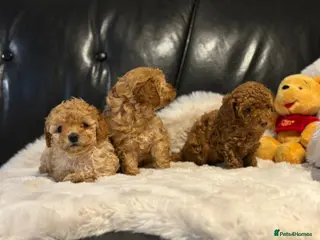 Toy Poodle dogs Stunning litter of toy poodles - Advert 3