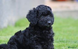 Cavapoochon dogs for sale: Beautiful Cavapoochon puppies for sale - Image 4