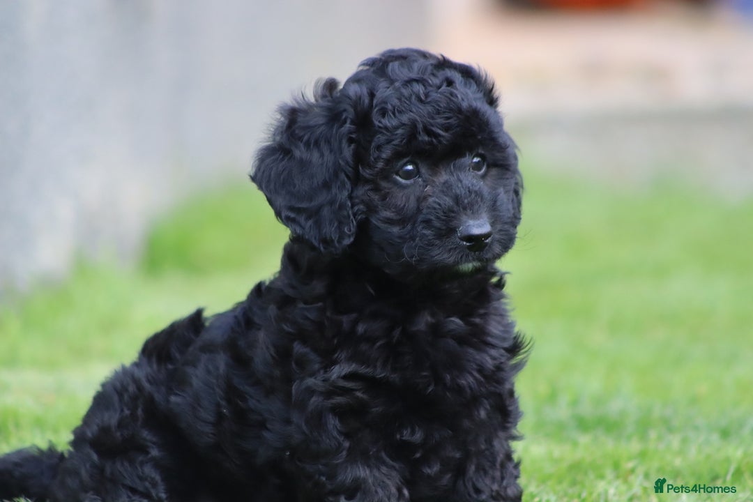 Cavapoochon dogs for sale: Beautiful Cavapoochon puppies for sale - Image 4
