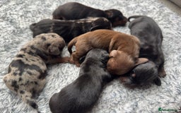 Miniature Dachshund dogs for sale: ✨ Miniature Dachshund puppies for sale!! ✨  - Image 10