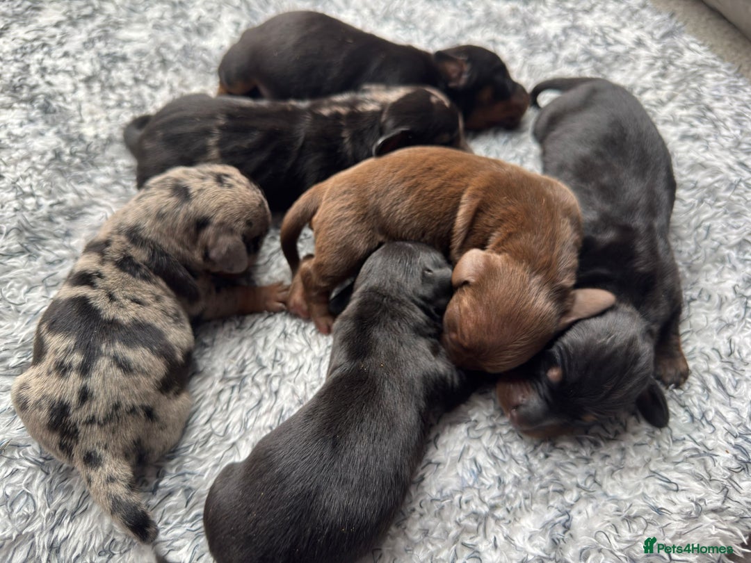 Miniature Dachshund dogs for sale: ✨ Miniature Dachshund puppies for sale!! ✨  - Image 10