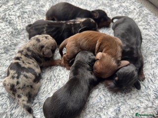 Miniature Dachshund dogs - Advert 32