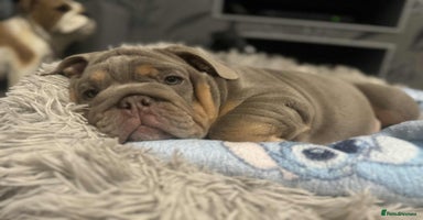 English Bulldog dogs - Advert 4