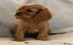 Cavalier King Charles Spaniel dogs for sale: KC REG, HEART, EYE AND DNA TESTED PARENTS - Image 3