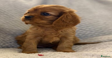 Cavalier King Charles Spaniel dogs - Advert 4