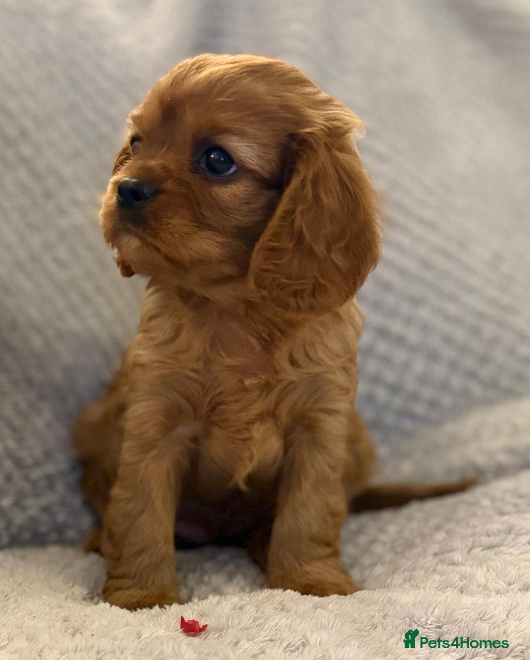 Cavalier King Charles Spaniel dogs for sale: KC REG, HEART, EYE AND DNA TESTED PARENTS - Image 3