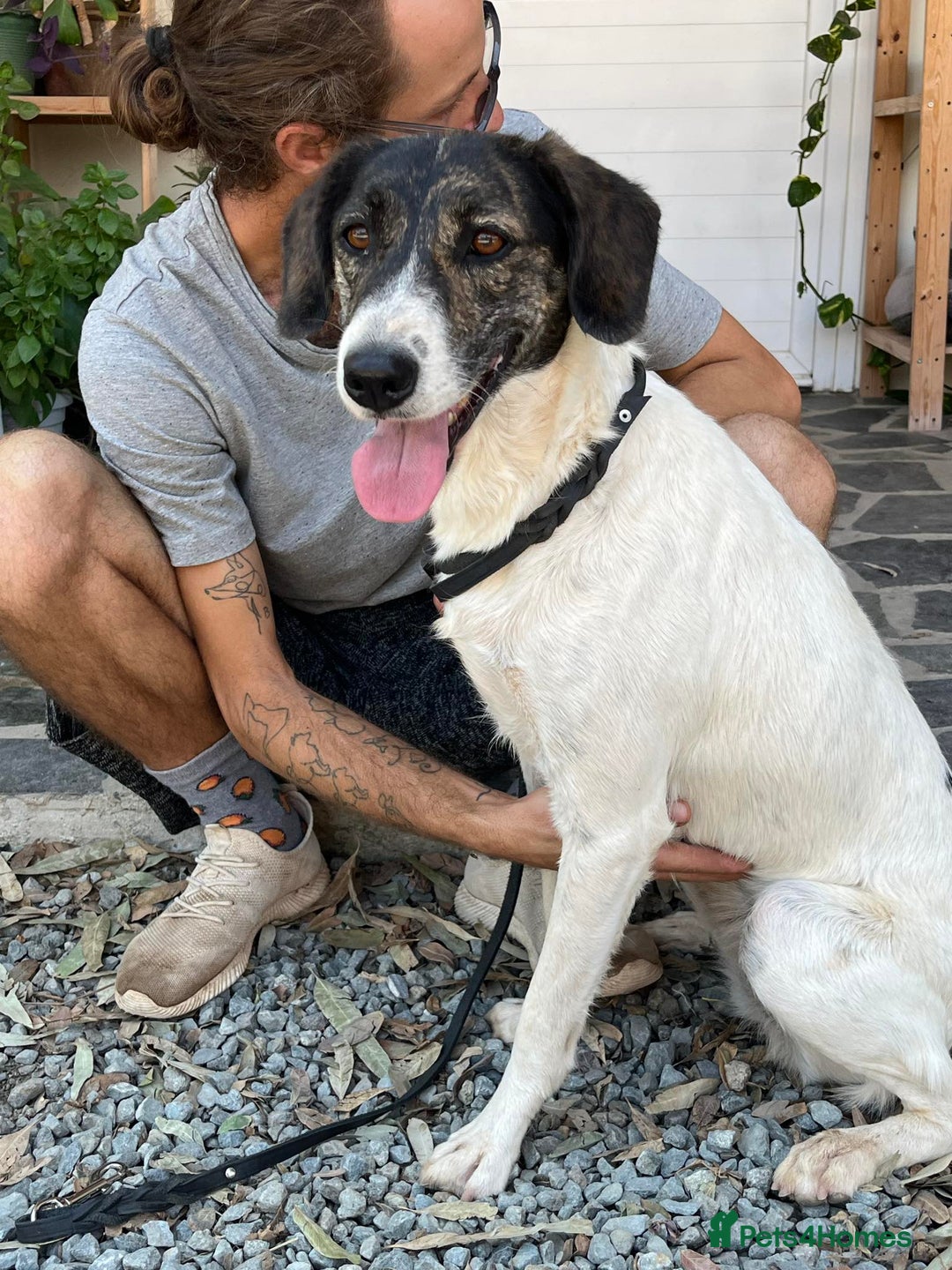 Mixed Breed dogs for adoption: Macy !  - Advert 1