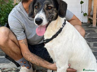 Mixed Breed dogs Macy ! - Advert 23