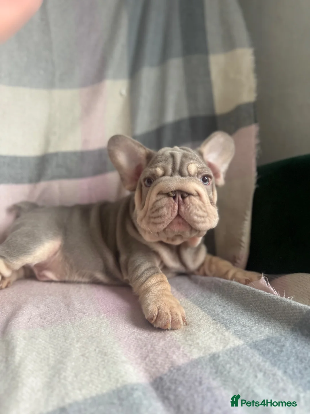 French Bulldog dogs for sale: FRENCHBULLDOG PUPPIES - Advert 2