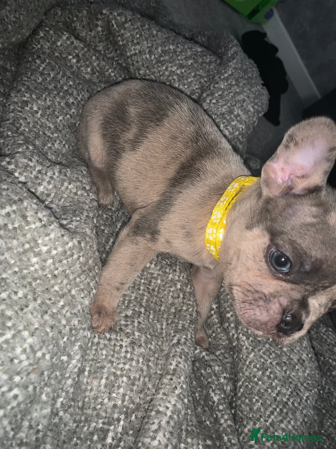 French Bulldog dogs for sale: REDUCED!!🥰Ready SOON 🐾 French bulldog puppies - Image 11