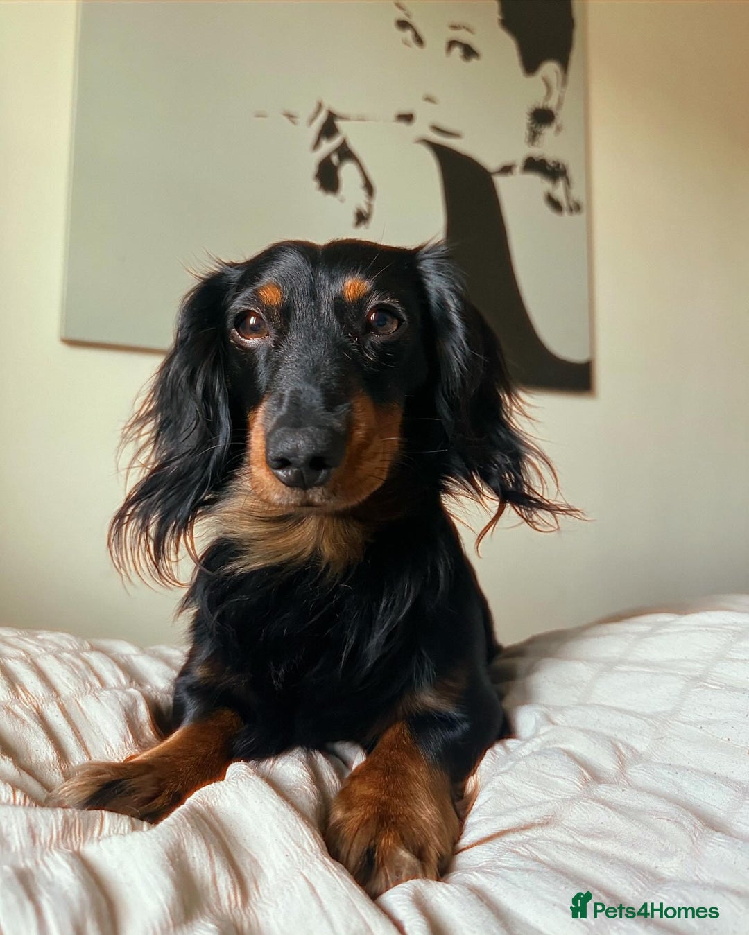 Miniature Dachshund dogs for stud: Stud available Miniature Long-Haired Dachshund  - Image 4