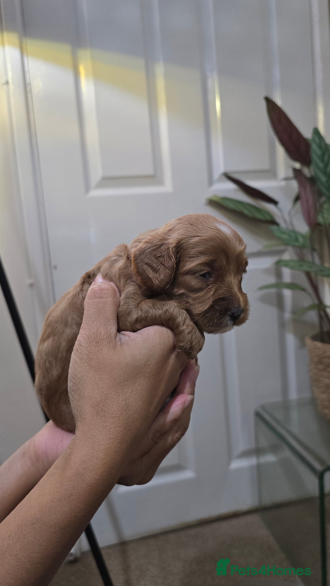 Cockapoo dogs for sale: Cockapoo Puppies Extensive Health Tested - Image 14