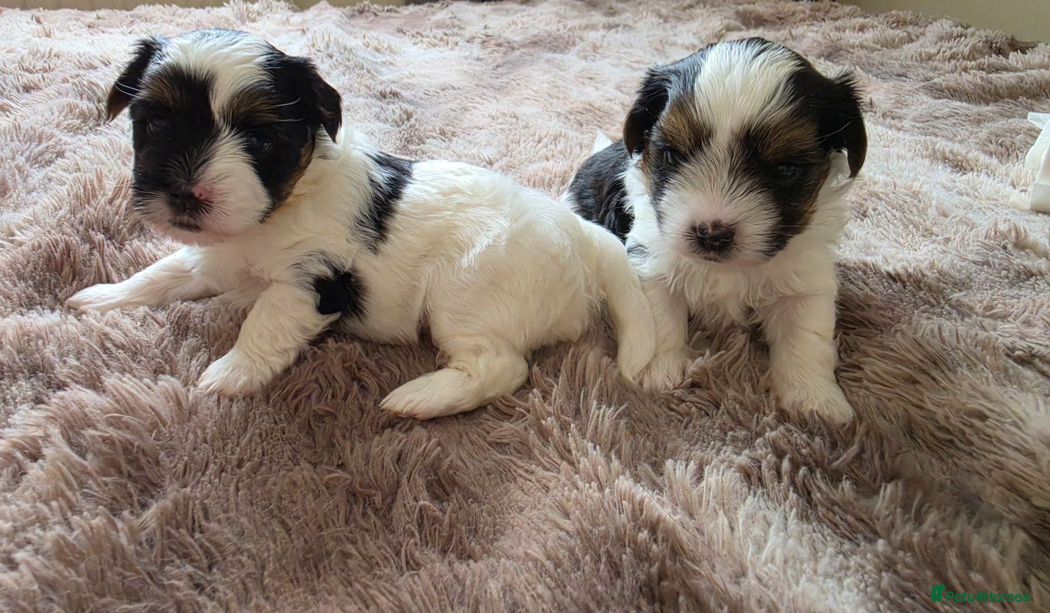 Yorkshire Terrier dogs UPDATE: Biewer Terrier Only 1 girl and 1 boy left! - Advert 7