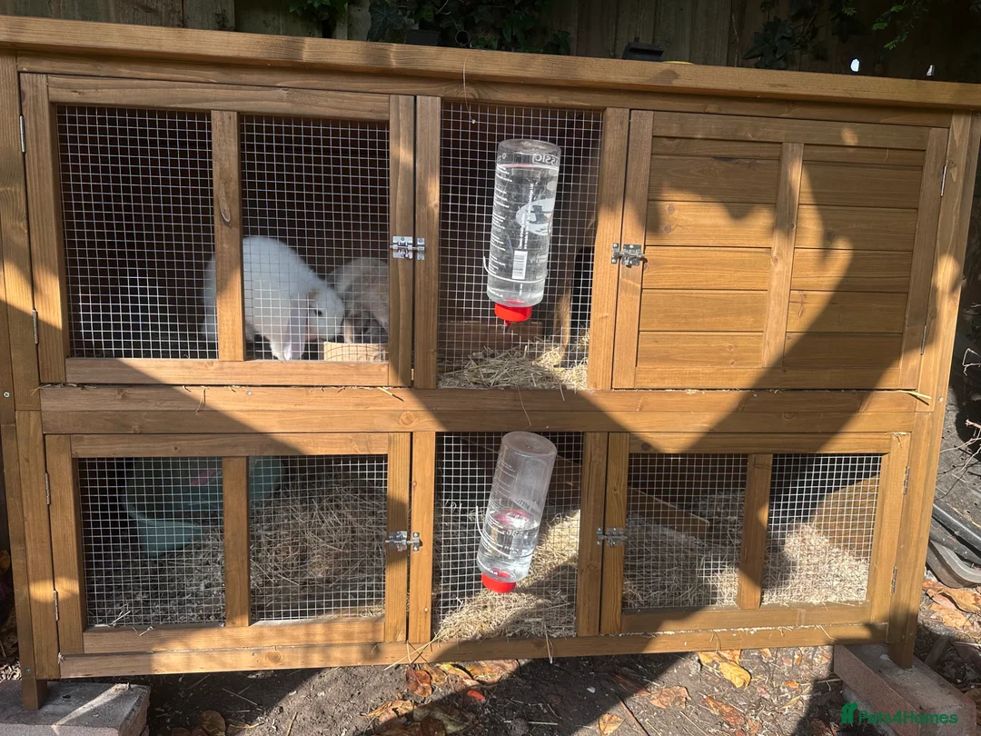Dwarf Lop rabbits for sale: Two Mini female baby lips with hutch - Advert 3