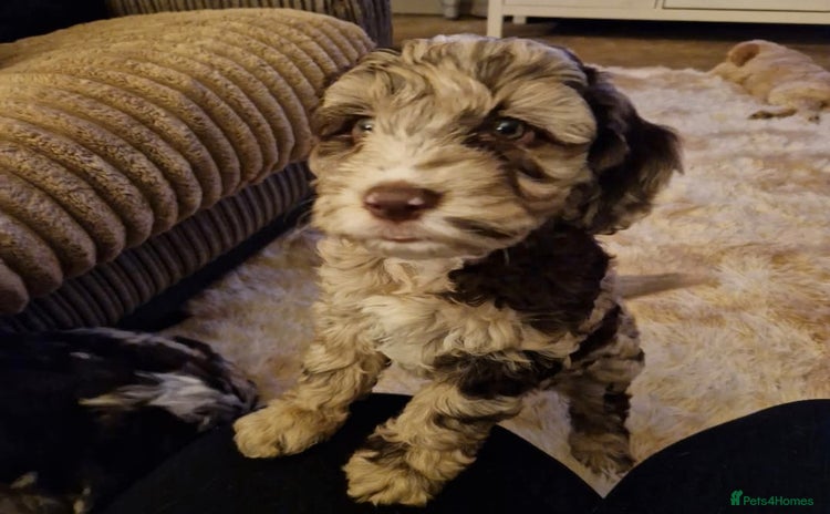 Sproodle dogs - Advert 1