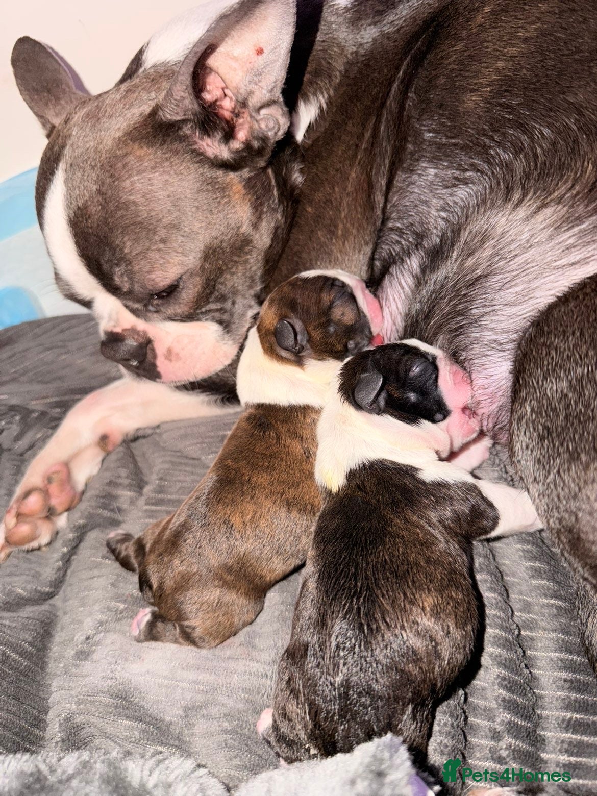 Boston Terrier dogs Kc Boston Terrier Puppies - Advert 7