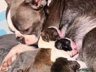 Boston Terrier dogs Kc Boston Terrier Puppies - Advert 2