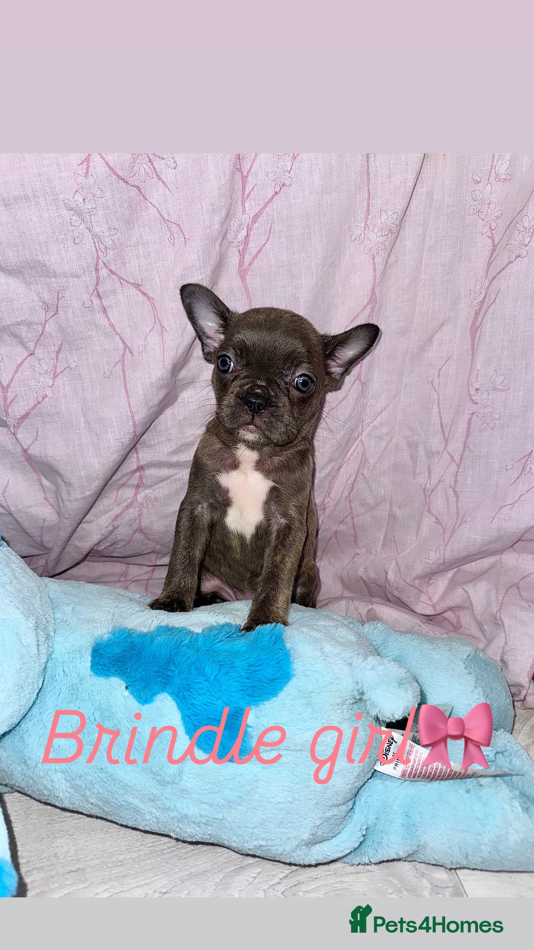 French Bulldog dogs for sale: Stunning French bulldogs 😍 - Image 7