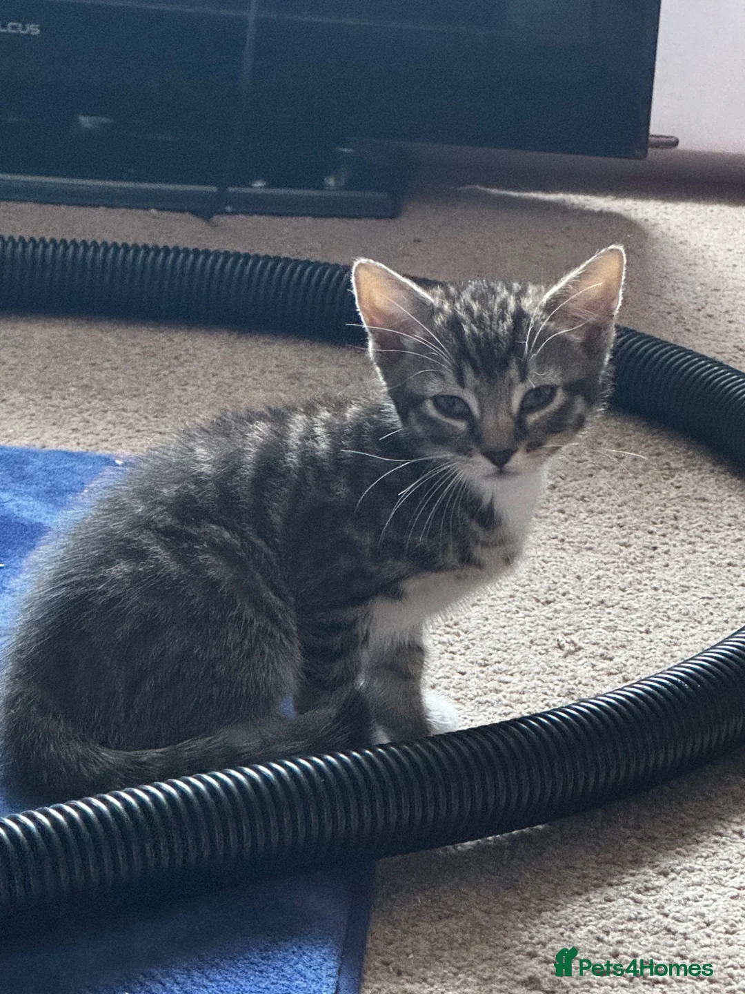 Bengal cats for sale: Bengal and tabby kittens in Southampton - Advert 2