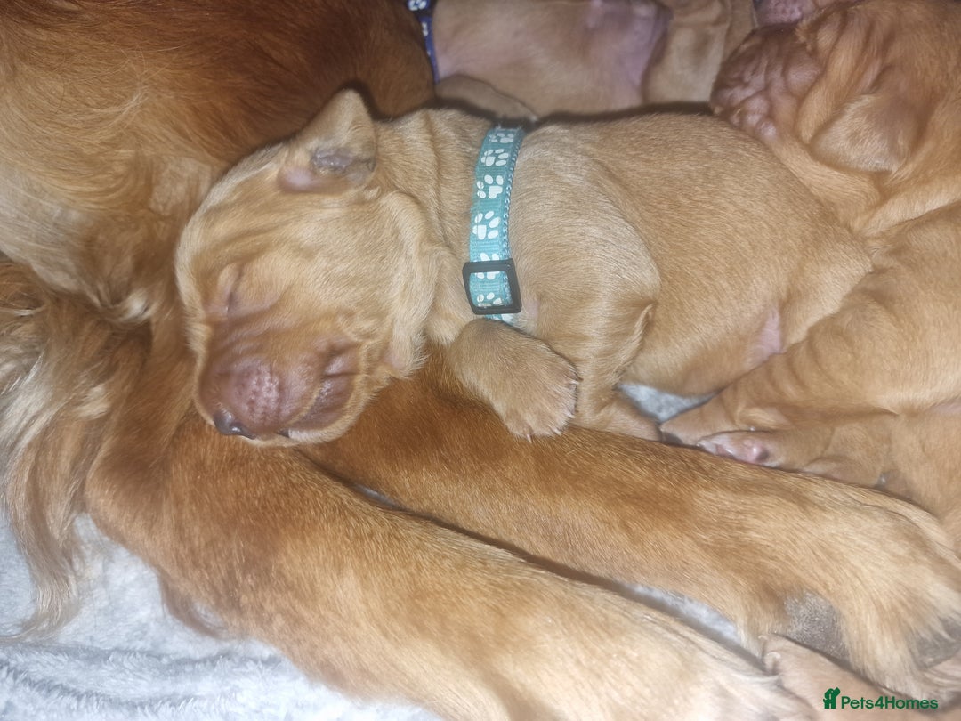 Golden Retriever dogs for sale: Beautiful KC-Registered Golden Retriever Puppies - Advert 25