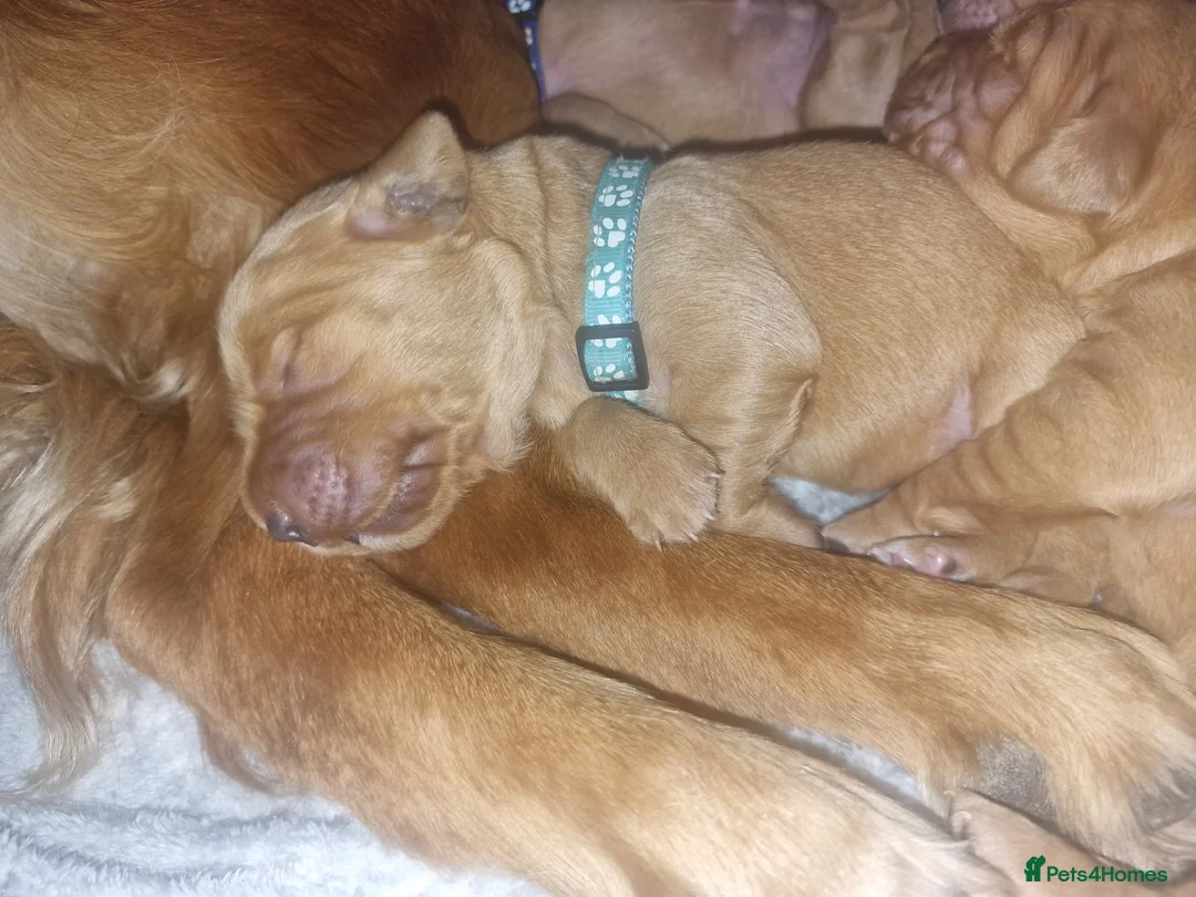 Golden Retriever dogs for sale: Beautiful KC-Registered Golden Retriever Puppies - Advert 20