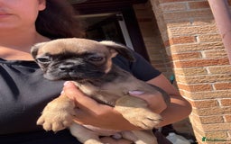 Frug dogs for sale: 3/4 Frenchie 1/4 pug puppies for sale  - Image 15