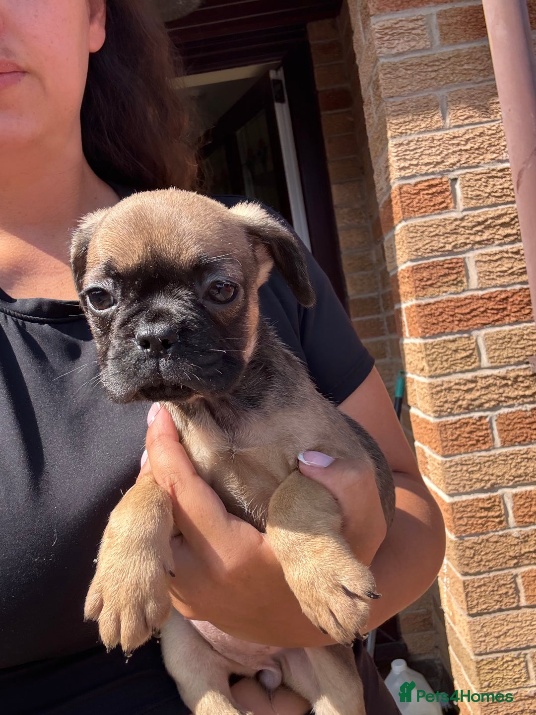 Frug dogs for sale: 3/4 Frenchie 1/4 pug puppies for sale  - Image 15