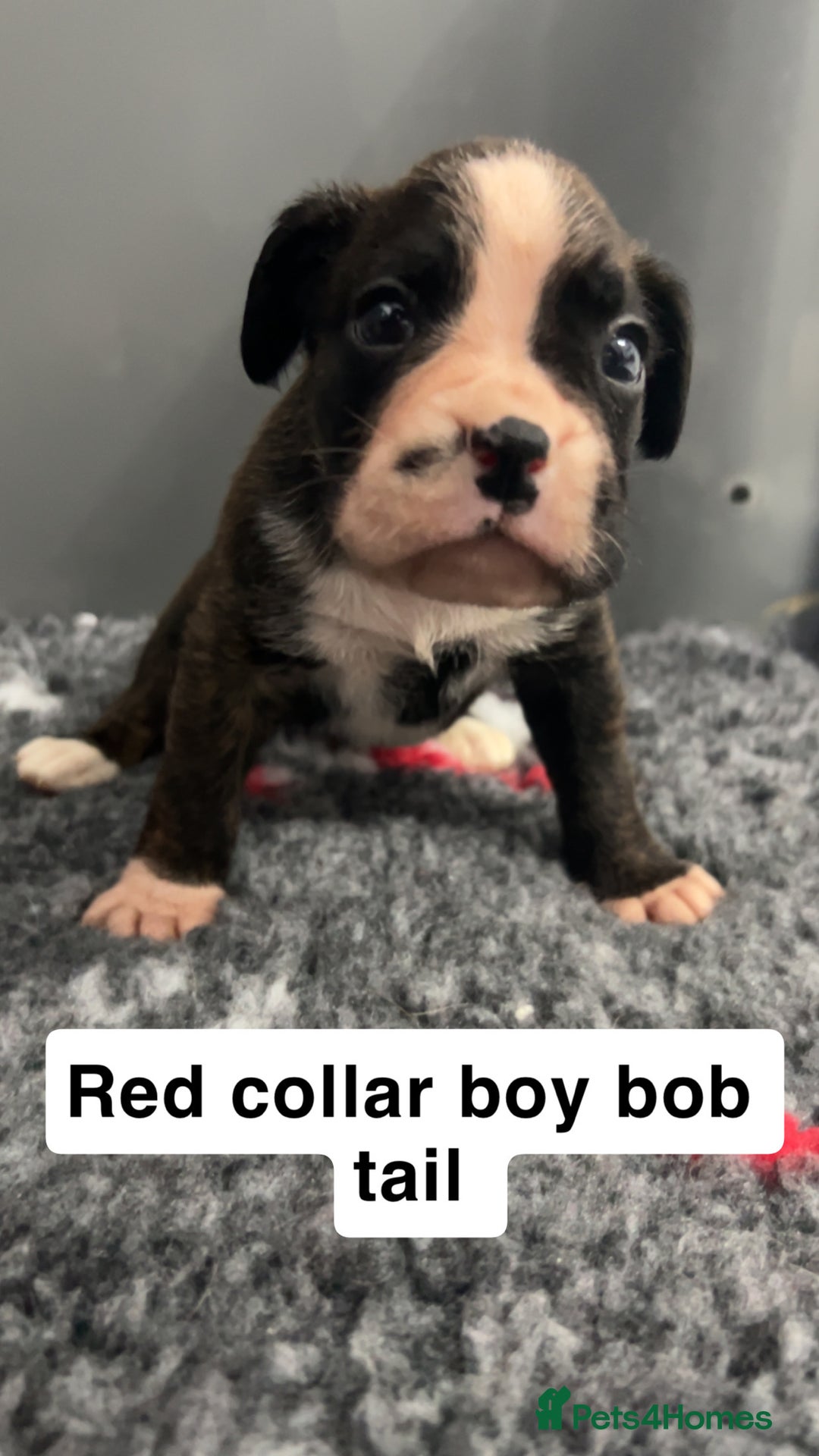 Boxer dogs for sale: Kc registered boxer puppies  - Advert 26