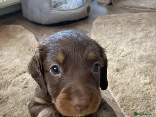 Cocker Spaniel dogs Tri colour working cocker spaniel puppies - Advert 16