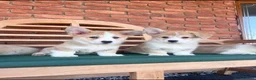 Welsh Corgi Pembroke dogs for sale: Welsh Pembroke corgis  in Lingfield - Advert 8