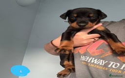 Dobermann dogs for sale:  European Doberman puppies. in Torquay - Image 15