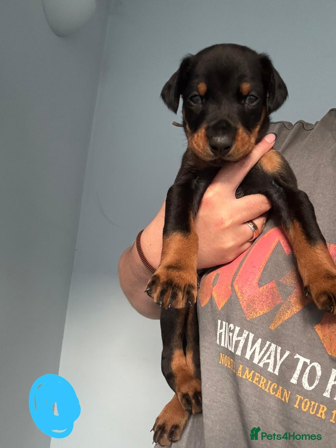 Dobermann dogs for sale:  European Doberman puppies. in Torquay - Image 15