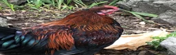Chickens poultry for sale: Aseel / Cross Cockerel hatched 2026 - Advert 4