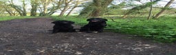 Labrador Retriever dogs for sale: Labrador  - Advert 2