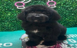 Mixed Breed dogs for sale: *Reduced* F1 Saint Berdoodles - Image 23