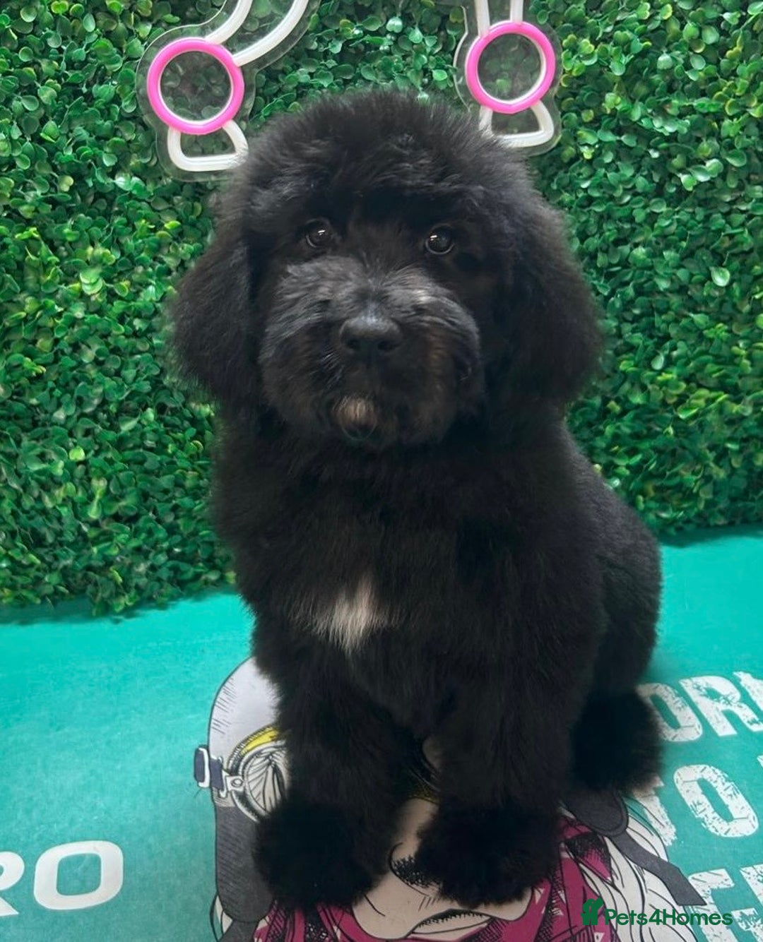 Mixed Breed dogs for sale: *Reduced* F1 Saint Berdoodles - Image 23
