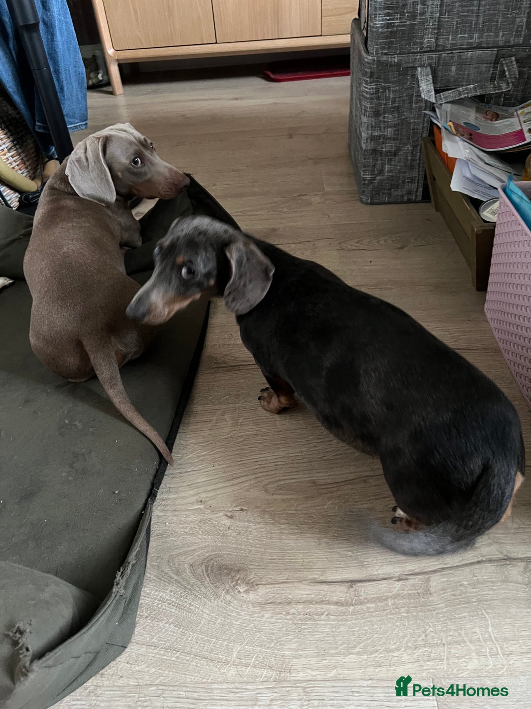 Dachshund dogs for sale: Miniature Dachshund Puppies for sale  - Image 14